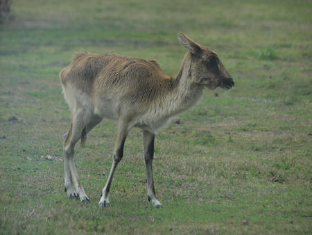 Waterbuck #5