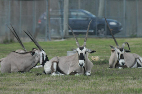 Blackbuck