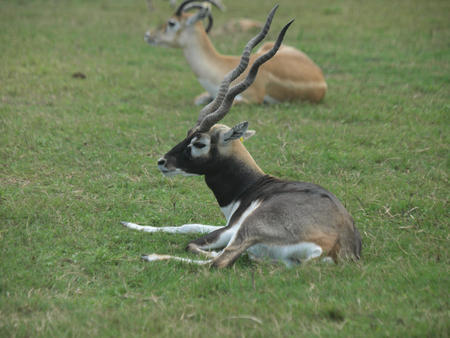Blackbuck #5