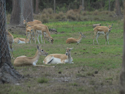 Eland