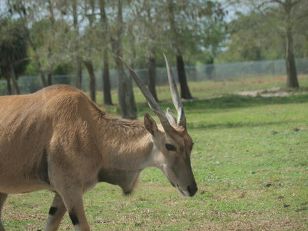 Eland #4
