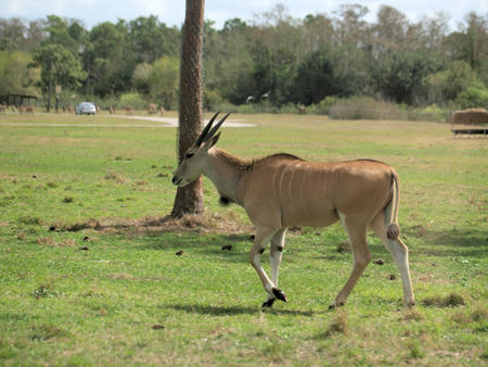 Eland #5