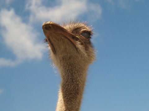 Ostrich #7