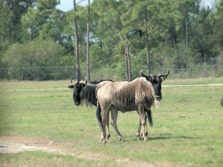 Two headed wildebeast