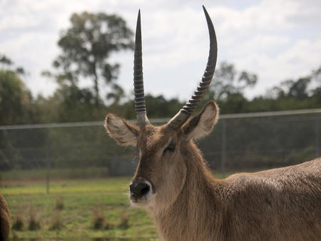 Waterbuck #6