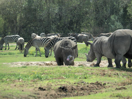 Rhinoceroses and zebra