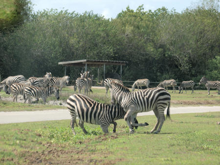 Zebra fighting
