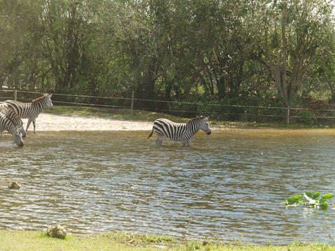 Zebra #4