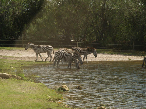 Zebra #5