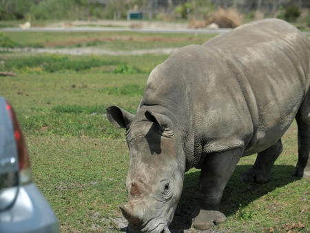 Rhino vs. car