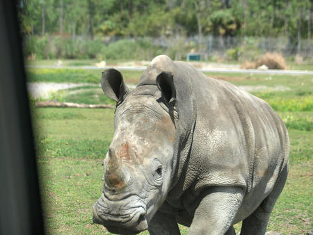 Rhino vs. car #2