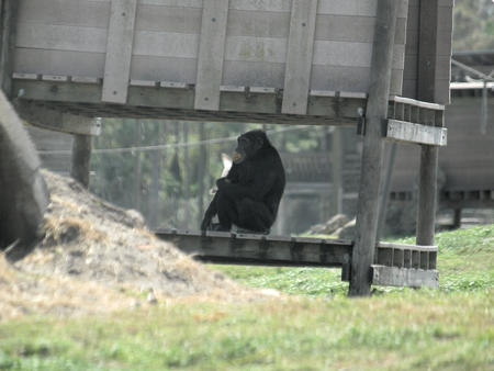 Chimpanzee #2
