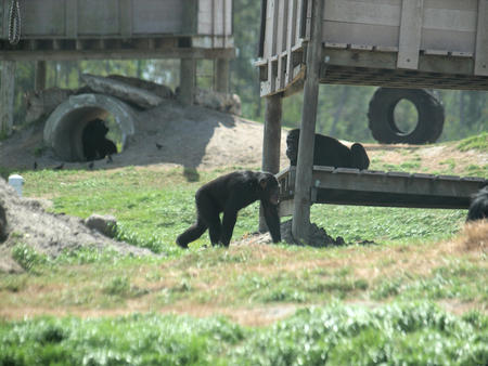 Chimpanzee #3