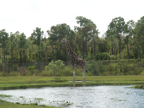 Giraffe