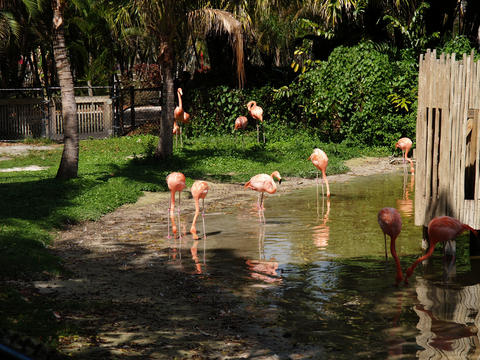 Flamingos