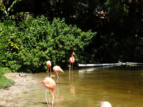 Flamingos #2
