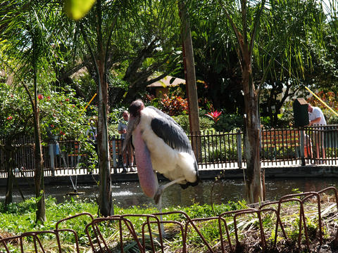 Marabou stork