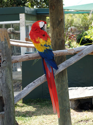 Macaw #4