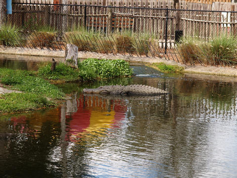 Alligator #2