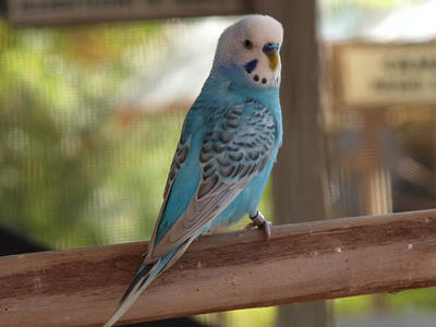 Budgerigar #9