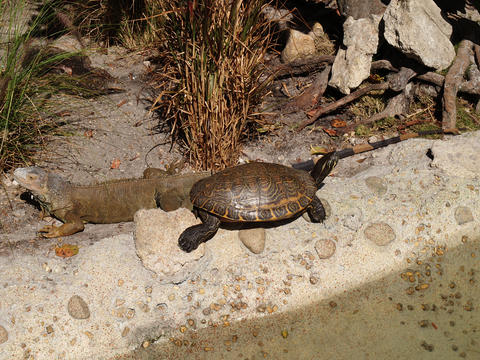 Turtle and lizard #2