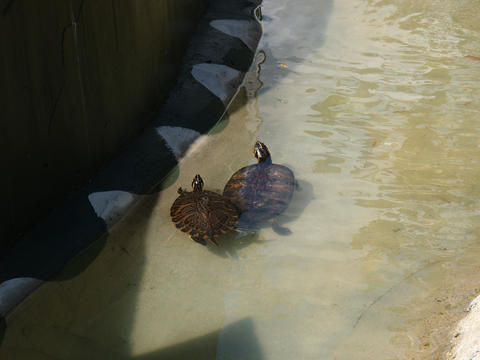 Turtles