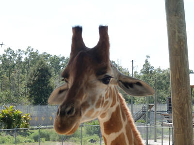 Giraffe #5