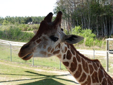 Giraffe #17