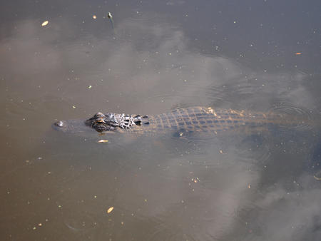 Alligator #2