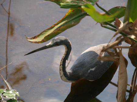 Heron #2