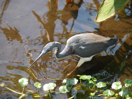 Heron #3