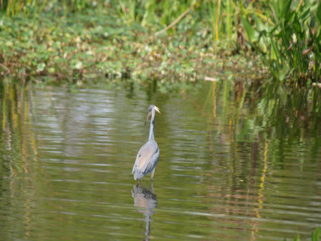 Blue heron