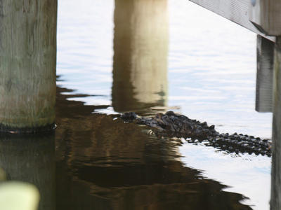Alligator #4