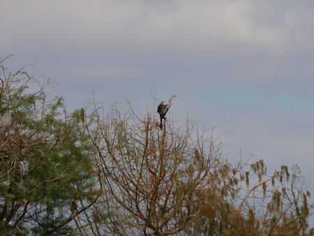 Heron #5