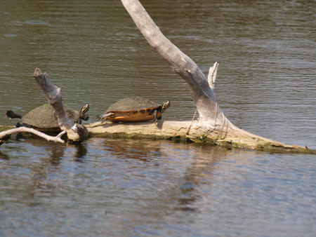 Turtles #2