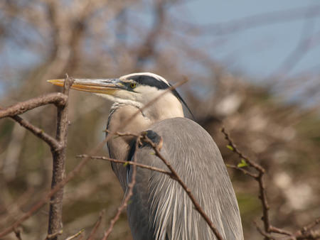Heron #9