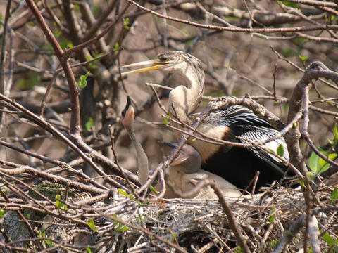Mama and her chicks #2