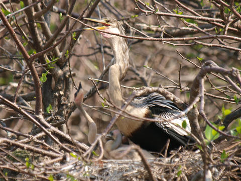 Mama and her chicks #4