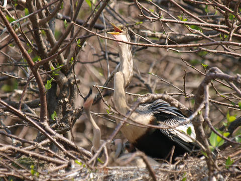 Mama and her chicks #5