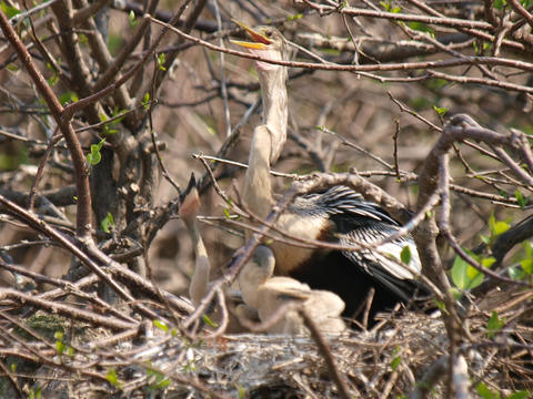 Mama and her chicks #6