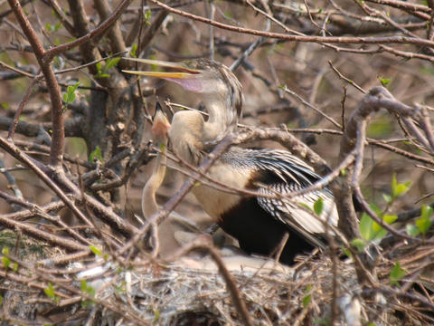 Mama and her chicks #7