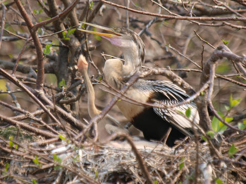 Mama and her chicks #8