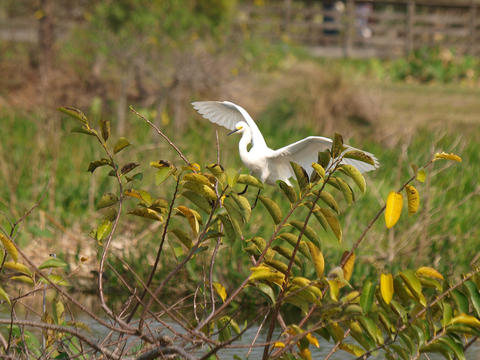 Egret