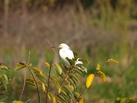 Egret #3
