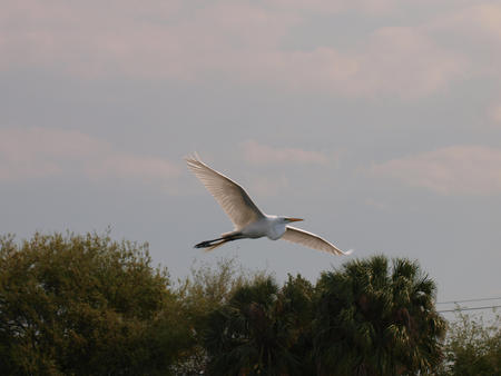 Egret #4