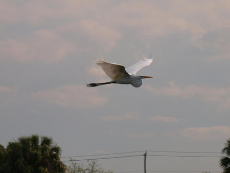 Egret #5