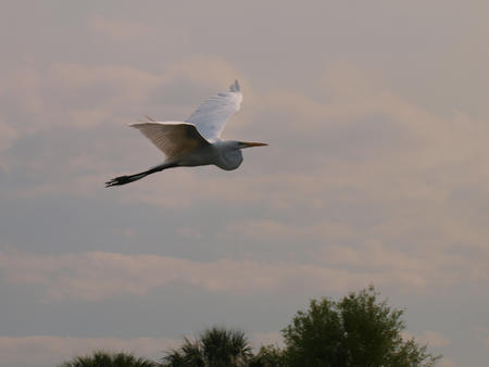 Egret #6