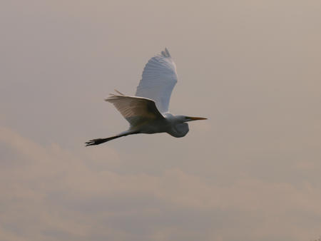 Egret #7