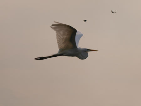 Egret #8