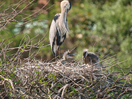 Heron with chicks